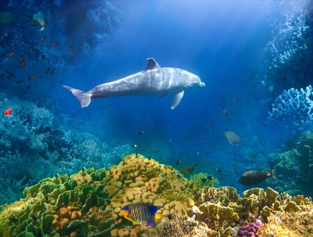 Underwater world. Coral fishes of Red sea. Egyptの写真素材