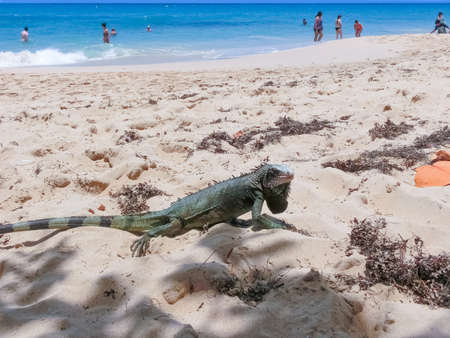 St. Thomas, US Virgin Islands - May 16, 2016: The people at Caribbean tropical beach Morning Star Marriott Frenchmans Cove resort.のeditorial素材