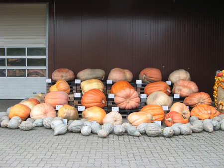 Klaistow, Germany - October 28, 2018: Halloween vegetable installation at modern outdoor park Klaistow farm, Germany on October 28, 2018のeditorial素材