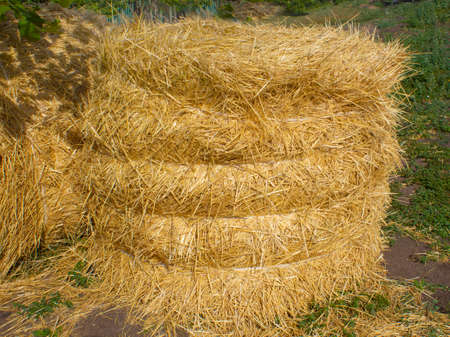 Close-up of yellow golden sheave or roll of hay are folded and lie at grass