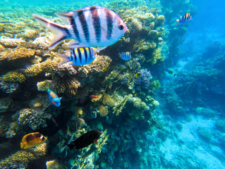 Underwater colorful tropical fishes at coral reef at Red Sea. Blue water in Ras Muhammad National...