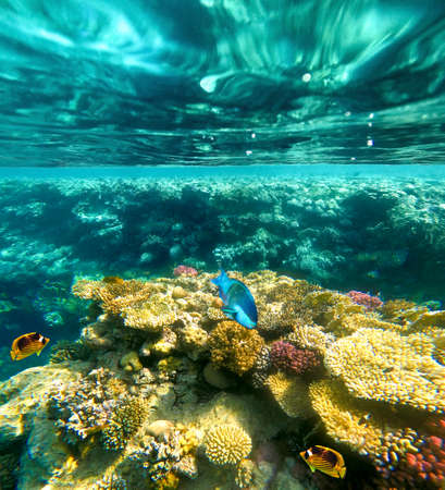 Underwater colorful tropical fishes at coral reef at Red Sea.の写真素材