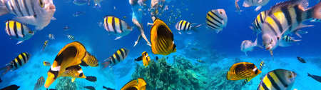 Underwater colorful tropical fishes at coral reef at Red Sea. Blue water in Sinai, Egypt. Couple...
