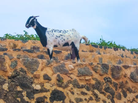 Goats in Sri Lanka on the Mountains at Fort Galle.の写真素材