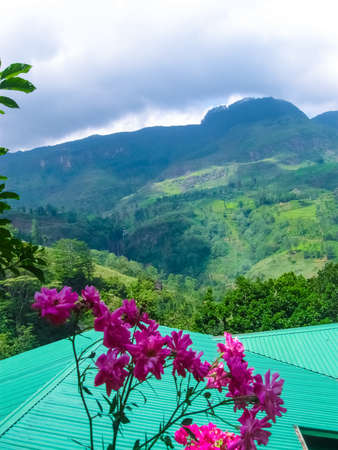 The hill near tea plantations in Nuwara Eliya, Sri Lanka. winding highway