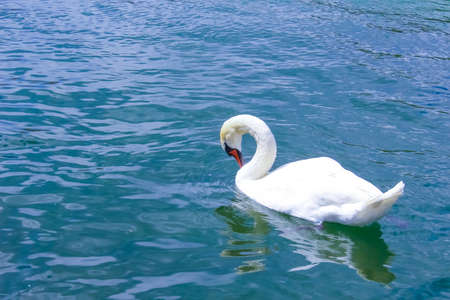 White swan at water at Geneva lake