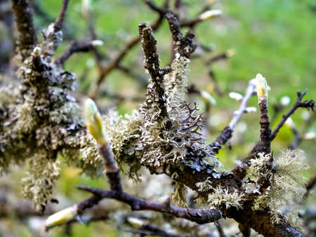 Spring - blossoming apple tree against lovely green backgroundの写真素材