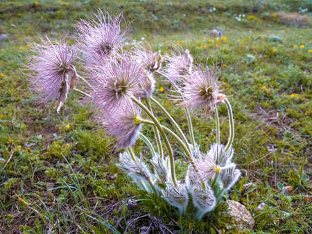 The pink milk thistle flower in bloom in summer
