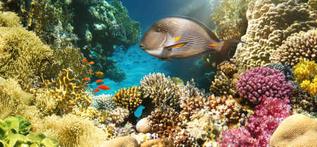 Arabian sohal surgeon fish in the natural environment. Underwater colorful fishes at coral reef at...