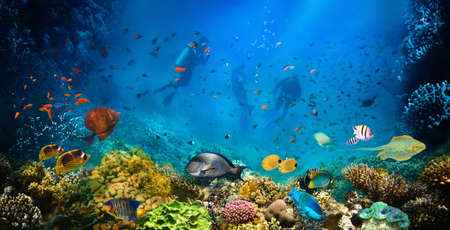 Group of scuba divers exploring coral reef. Underwater sports and tropical vacation.の写真素材
