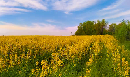 Incredibly beautiful landscape of flowering buckwheat field against a beautiful sky