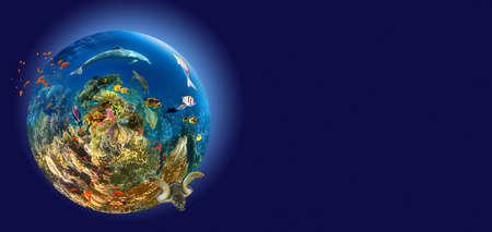 underwater paradise background - coral reef wildlife nature collage with sea turtle and colorful fish backgroundの写真素材