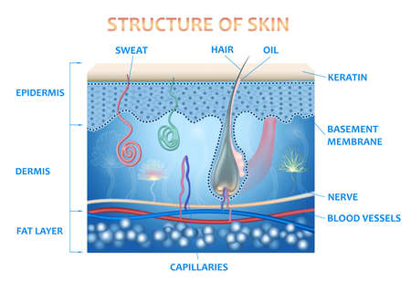Anatomy of the skin and the layers and elements that compose it. Medical illustrationの写真素材