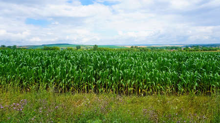 The green corn field at summer, corn on the cobの写真素材