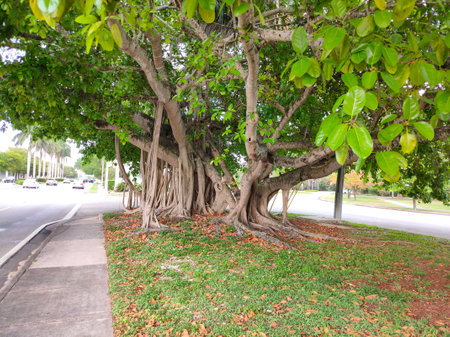 Banyan tree in the park in Miami, USAの写真素材