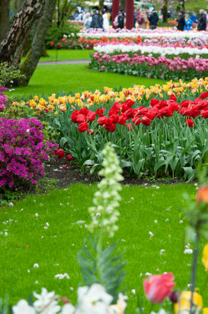 Keukenhof park of flowers and tulips in the Netherlands. Beautiful outdoor scenery at Hollandの写真素材