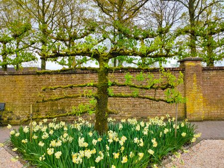 Keukenhof park of flowers and tulips in the Netherlands. Beautiful outdoor scenery at Holland