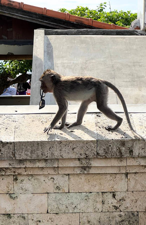 Monkey with sunglasses in Uluwatu at Bali
