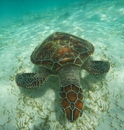 Sea turtle in turquoise blue water of Gili islands, Indonesia.