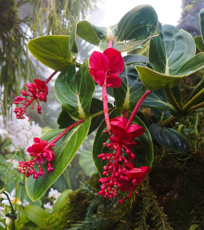 Beautiful blooming bright pink Medinilla magnifica, Philippine Orchid, inside greenhouse on green pants background. Gardening hobby, plant breeding and cultivationの写真素材