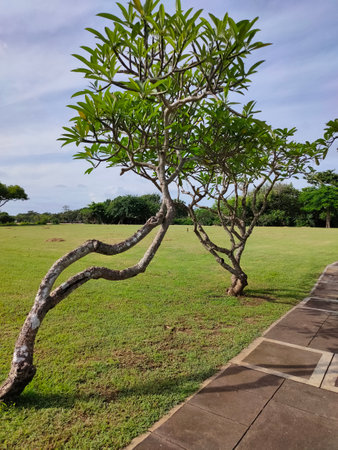 White plumeria tree, known as frangipani, is a genus of flowering plants in the family Apocynaceae....