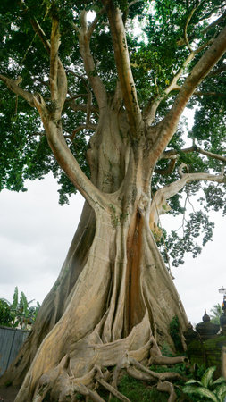 Bayan Ancient Tree In Bali - The Kayu Putih Giant Treeの写真素材
