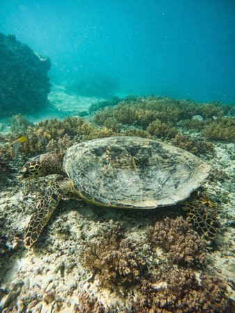 Sea turtle in turquoise blue water of Gili islands, Indonesia.の写真素材