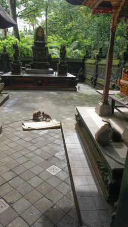 Ubud Monkey Forest - monkeys and Hindu temple Padangtegal, Ubud, Bali at Indonesia