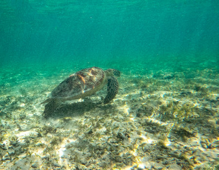 Sea turtle in turquoise blue water