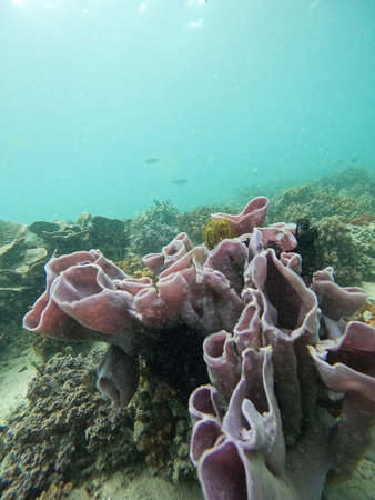 Living coral fields off Gili Meno Island in Indonesia