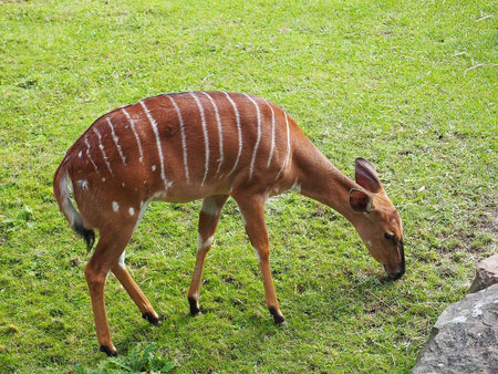 Little deer at Berlin Zooの写真素材