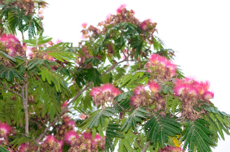 The Silk tree Ombrella flower - Latin name - Albizia julibrissin Ombrellaの写真素材