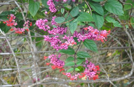 Glorybower plant Clerodendrum Thomsoniae flowering in a garden at summerの写真素材