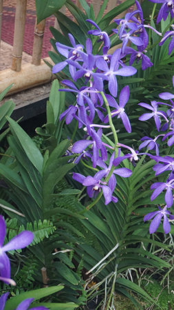 Beautiful Blue purple orchid Aranda Wan Chark Kuan 'Blue Mountain' at National Orchid Garden at Singaporeの写真素材