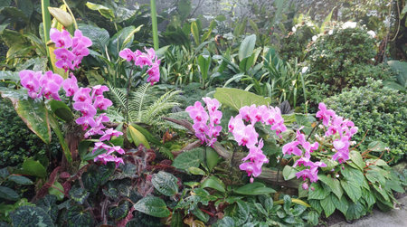 Vibrant purple Phalaenopsis orchid flowers in bloom, showing elegant beauty and delicate petals.の写真素材