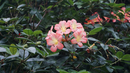 Red and white variegated broadleaf Rhododendron in flower on greenの写真素材