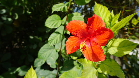 A big red hibiscus flower on green background at Bahamasの写真素材