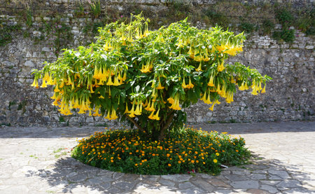 Brugmansia aurea flowers in the photo on a sunny morning at gardenの写真素材