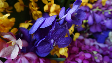 Vibrant purple Phalaenopsis orchid flowers in bloom, showing elegant beauty and delicate petals.の写真素材