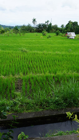 A wide valley covered with rice terraces and rice paddies and a distant volcano under a blue sky.の写真素材