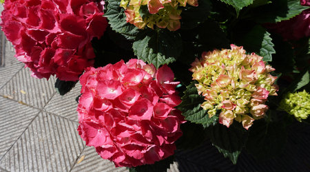 Red hortensia in the garden at summerの写真素材