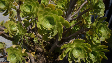 Aeonium Arboreum or Tree Aeonium close up in the garden. Beautiful evergreen succulent plant with thick woody stems and large rosettesの写真素材