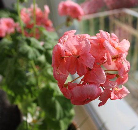 Pink Geranium flower in sunny day at homeの写真素材