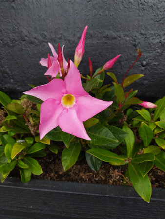 A view of pink dipladenia flowersの写真素材