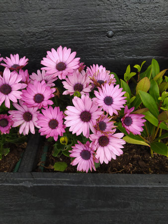 Colorful dimorphothecae bloom in the garden at summerの写真素材