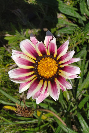 Gazania linearis is a species of flowering plant in the family Asteraceaeの写真素材