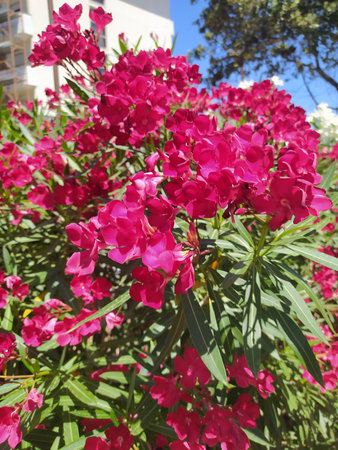 The red nerium oleander flowers are so beautiful. Oleander flower red Nerium Oleander.の写真素材