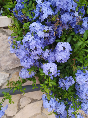 Cape leadwort, Cape leadwort in the garden, Plumbago auriculata, Plumbago auriculata in the park.の写真素材