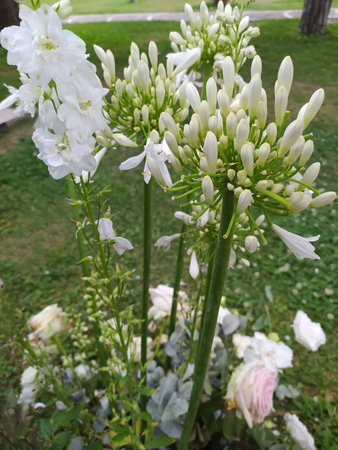 A view of white agapanthus flowers at gardenの写真素材