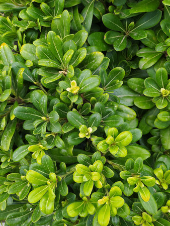 Mock orange or Pittosporum tobira nanum. Also known chinese orange blossom at gardenの写真素材